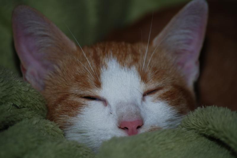 DSC_1232.jpg