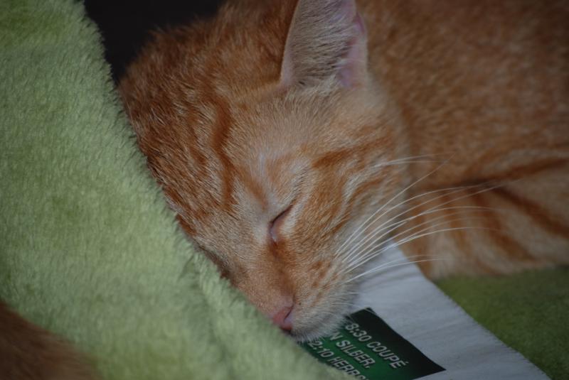 DSC_1233.jpg