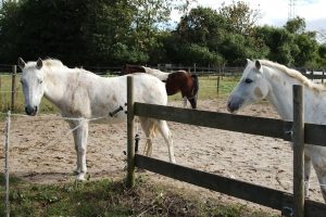 Fotosession Oktober 2016: Pferde