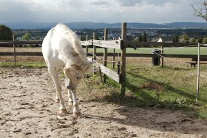 Fotosession Oktober 2016: Pferde