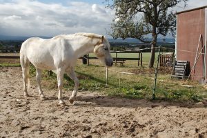 Fotosession Oktober 2016: Pferde
