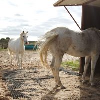 Fotosession Oktober 2016: Pferde