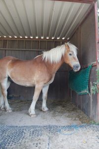 Fotosession Oktober 2016: Pferde