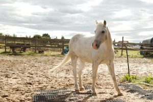Fotosession Oktober 2016: Pferde