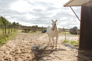 Fotosession Oktober 2016: Pferde