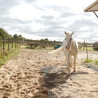 Fotosession Oktober 2016: Pferde