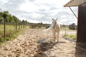 Fotosession Oktober 2016: Pferde