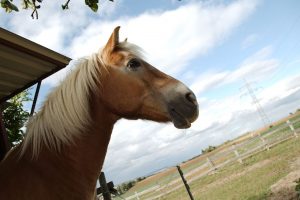 Fotosession Oktober 2016: Pferde