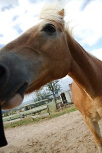 Fotosession Oktober 2016: Pferde