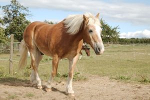 Fotosession Oktober 2016: Pferde