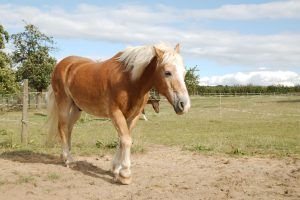 Fotosession Oktober 2016: Pferde