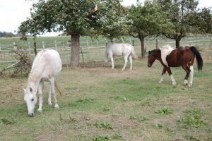 Fotosession Oktober 2016: Pferde