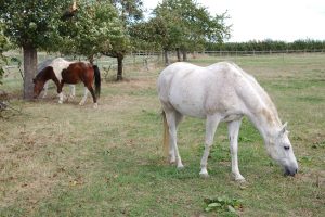 Fotosession Oktober 2016: Pferde