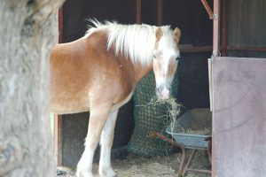 Fotosession Oktober 2016: Pferde