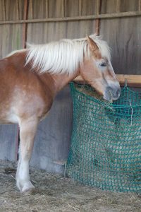 Fotosession Oktober 2016: Pferde