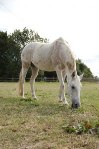 Fotosession Oktober 2016: Pferde