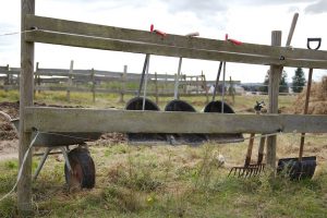 Fotosession Oktober 2016: Pferde