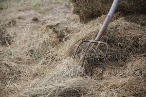 Fotosession Oktober 2016: Pferde