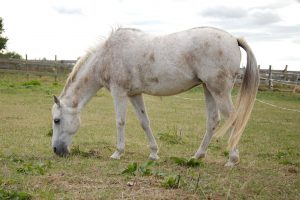 Fotosession Oktober 2016: Pferde