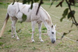Fotosession Oktober 2016: Pferde