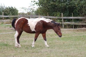 Fotosession Oktober 2016: Pferde