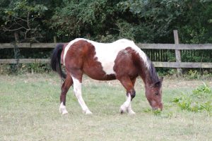 Fotosession Oktober 2016: Pferde