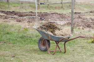 Fotosession Oktober 2016: Pferde