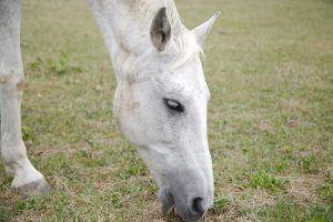 Fotosession Oktober 2016: Pferde