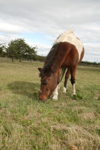 Fotosession Oktober 2016: Pferde