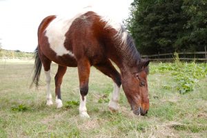 Fotosession Oktober 2016: Pferde