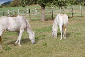 Fotosession Oktober 2016: Pferde