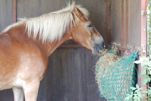 Fotosession Oktober 2016: Pferde