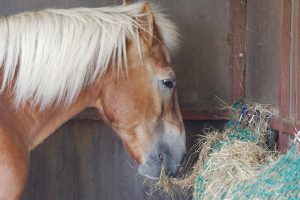 Fotosession Oktober 2016: Pferde
