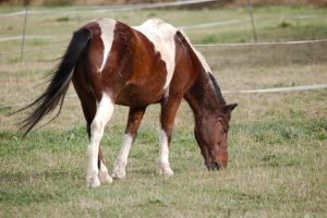 Fotosession Oktober 2016: Pferde