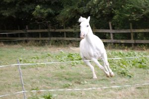 Fotosession Oktober 2016: Pferde