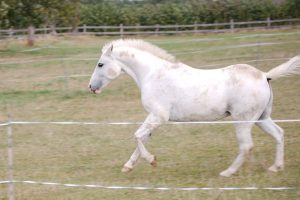 Fotosession Oktober 2016: Pferde