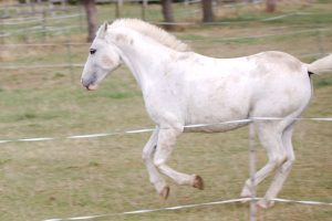 Fotosession Oktober 2016: Pferde