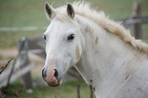 Fotosession Oktober 2016: Pferde