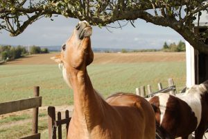 Fotosession Oktober 2016: Pferde