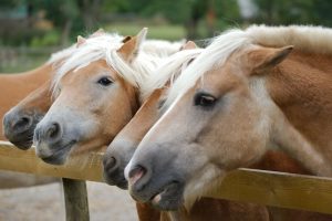 Fotosession Oktober 2016: Pferde