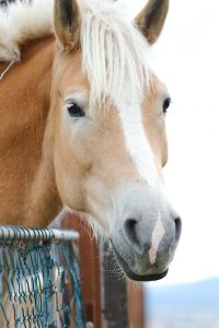 Fotosession Oktober 2016: Pferde