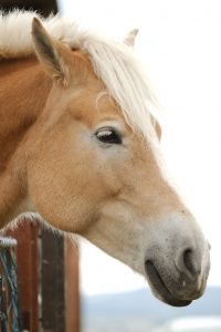 Fotosession Oktober 2016: Pferde